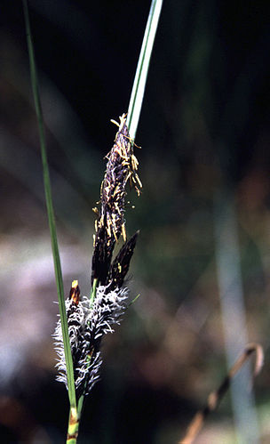 Carex obnupta